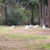 Doves Autumn 2012 (1)